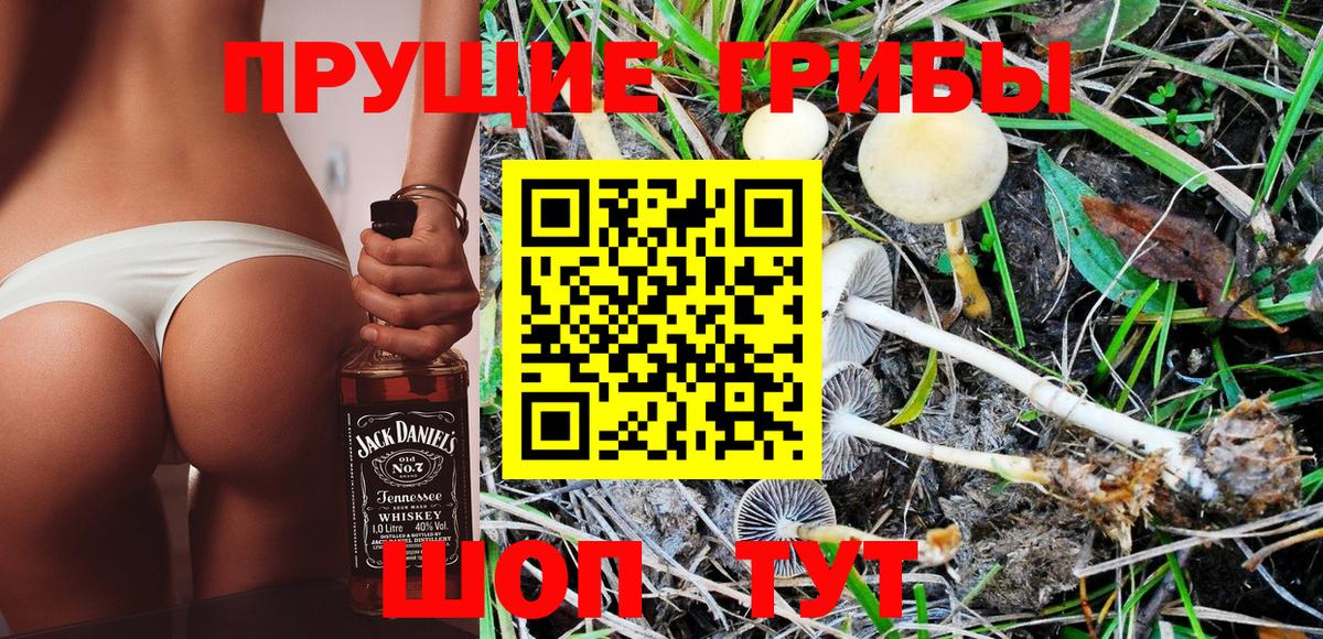 Галлюциногенные грибы Psilocybine cubensis Красногорск